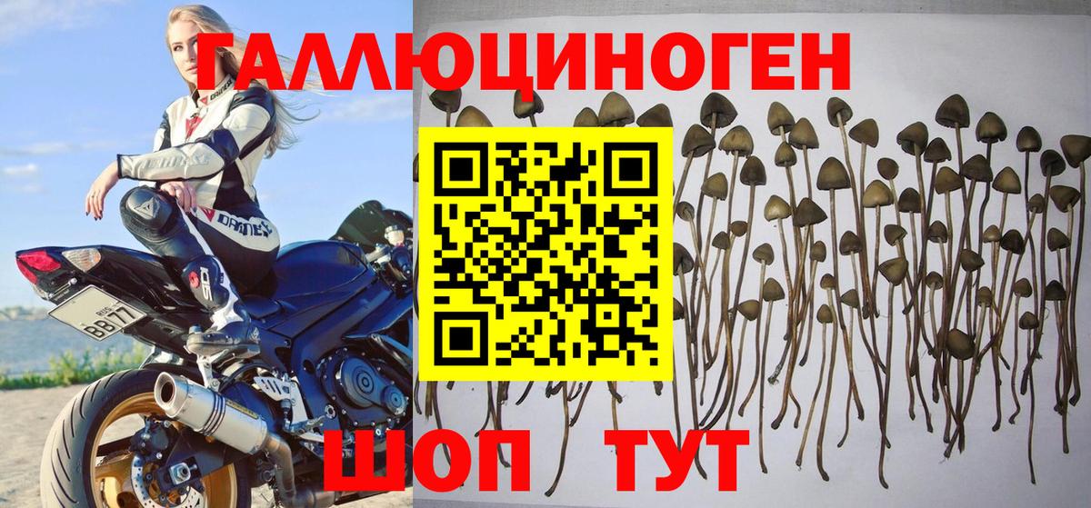 Великие Луки  Псилоцибиновые грибы мицелий  Вход с VPN 